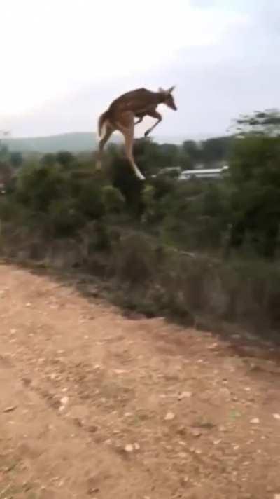 A deers' jump in slow motion