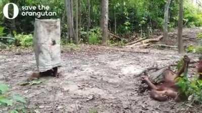 Orangutan finds an old pillowcase and pretends to be a spooky ghost