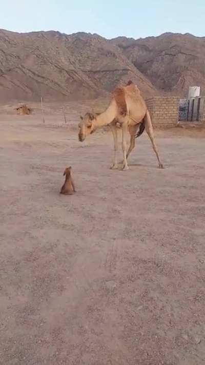 Little puppy wants to kiss the camel