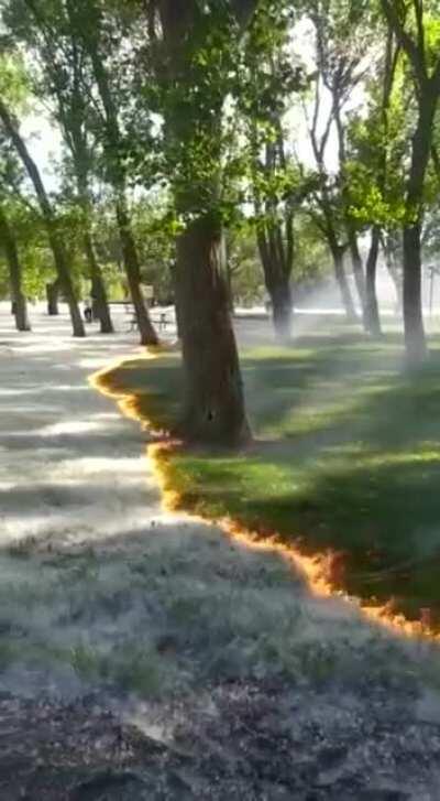 This is how the poplars burns in the park of Cidacos de Calahorra (Spain)