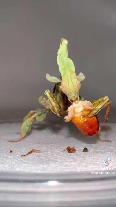 Ghost Mantis devouring its prey