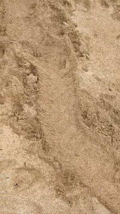 Mysterious tracks in the sand