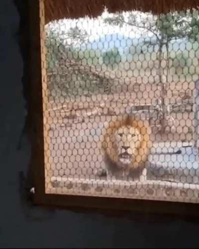 🔥 A man wakes up and finds a lion looking at him through ...