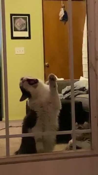 Dad, I think the cat wants out