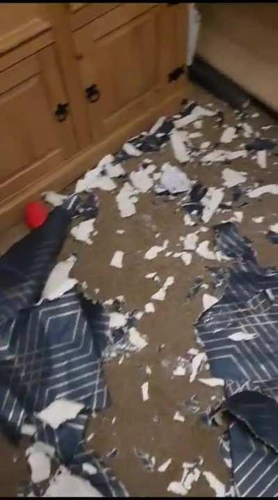 Reminder: don’t leave a new roll of wallpaper in reach of your seven month old puppy.. his face says it all