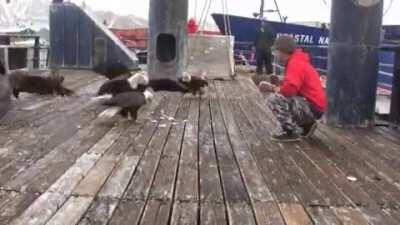 🔥 Feeding the Alaskan Pigeons 🔥