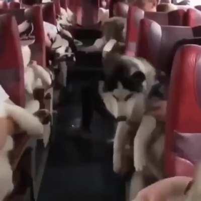 Woof Woof - A bus with full of dogs