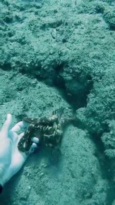 🔥 Friendliest Octopus Ever 🔥