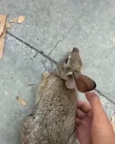 A skater rescuing a wild bunny from a pool.