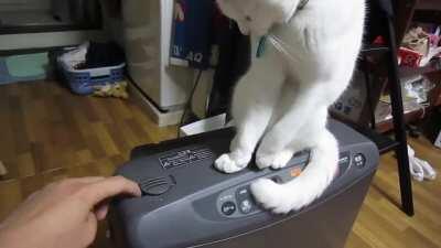 The most useless machine but this time, its a cat.