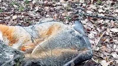 The titmouse uses animal fur for its nests for insulation. They use raccoon, opossum, dog, rabbit, squirrel, and fox as seen here.