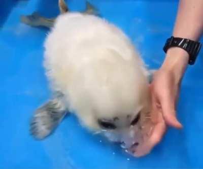 Here is a baby seal’s first swimming lesson - Osaka Aquarium Kaiyukan