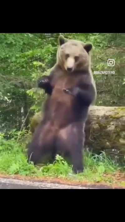 🔥 Bear scratching its back on a tree. 