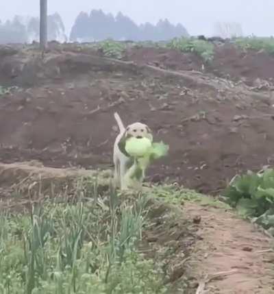 This dog loves his veggies so much that he stole a cabbage from his neighbour's garden