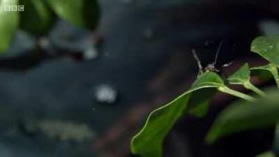 An Archer Fish can shoot an insect out of a tree with incredible accuracy