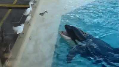 🔥 Orca brings a fish as bait and patiently waits for a bird to take it, so that it can attack the bird