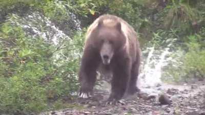 Grizzly bear running! Grizzlies can reach speeds of up to 35mph (56km/h)