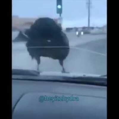 Bird taking off on a moving car