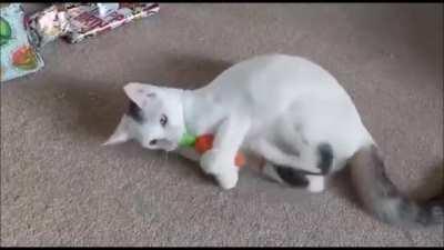 My cat Boo got into a fight with a toy carrot