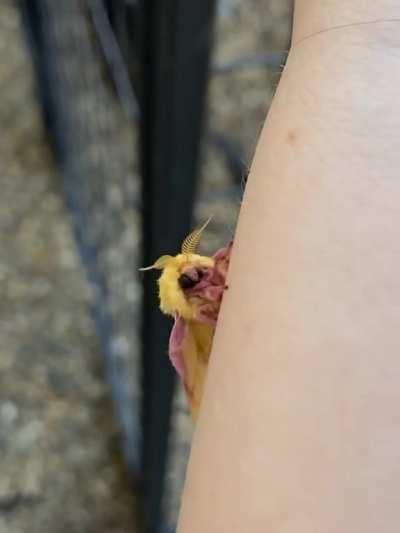 a beautiful little rosy maple moth! found in IA