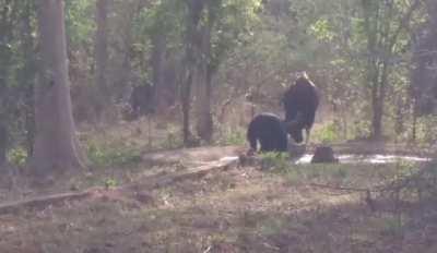 Bull sneaks up on bear