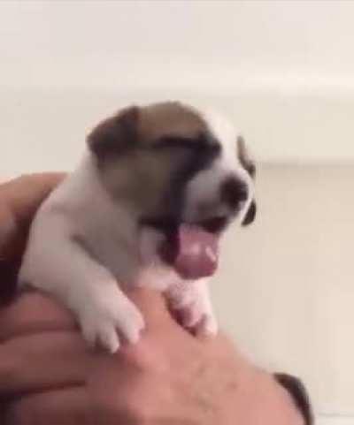 Pup tries medicine for the first time