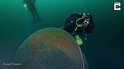 Swimming Next To Giant Squid Egg Sac