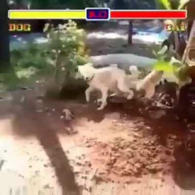 Dog beats the cat in freestyle match