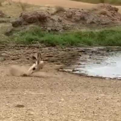 Gazelle pulls insane juke move to save itself from lion's jaws.