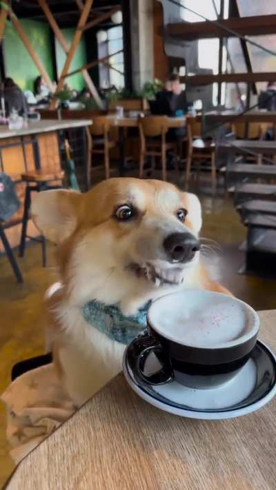 Watching This Corgi Enjoys Its Doggie Beverage