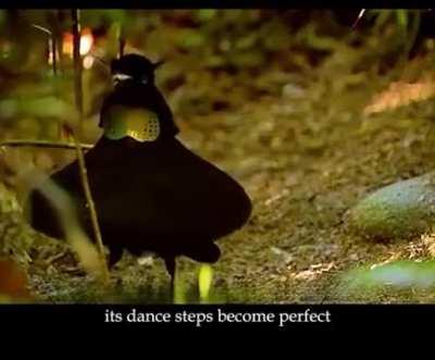 Aaj Maine Jana “Bird of Paradaise” ke baare mein. A neat freak and one of the best dancers. Watch till the end!