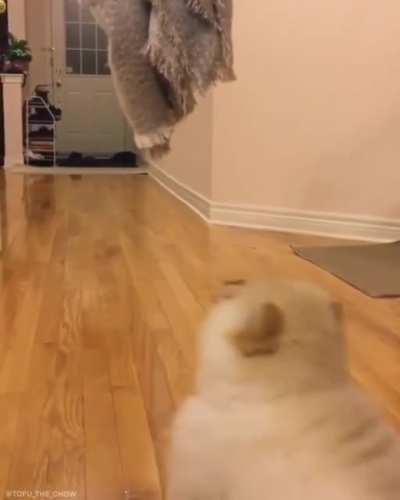 Pupper tries to jump