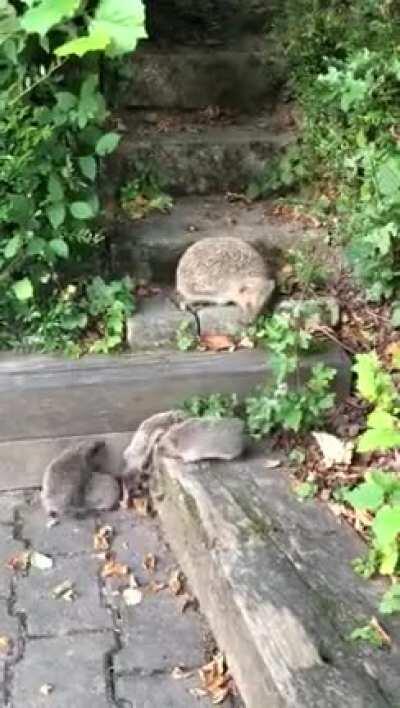 (Reuploaded as video!) Wild Hedgehog momma with four little babies! They may be small, but they are determined to make it up the stairs.