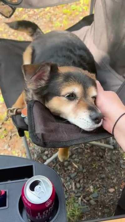 Duber loves his pets while he is in his chair