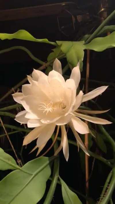 Epiphyllum Oxypetalum bloom opening. The bloom opens around dusk and wilts by dawn, time-lapse ran from about 7pm-8am.