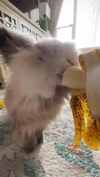 Bunny munching on banana ASMR