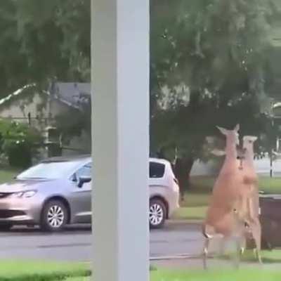 🔥 Two deers fighting in Canada