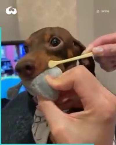 Cool life hack to brush your dogs teeth 🪥😂🧸