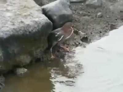 This intelligent heron using a piece of bread as bait to catch a fish