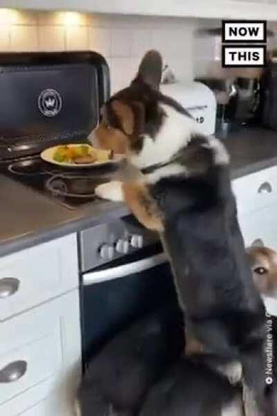 Now THIS is what we call teamwork — this pet owner came home to find all of his dogs forming a stepping stool to steal