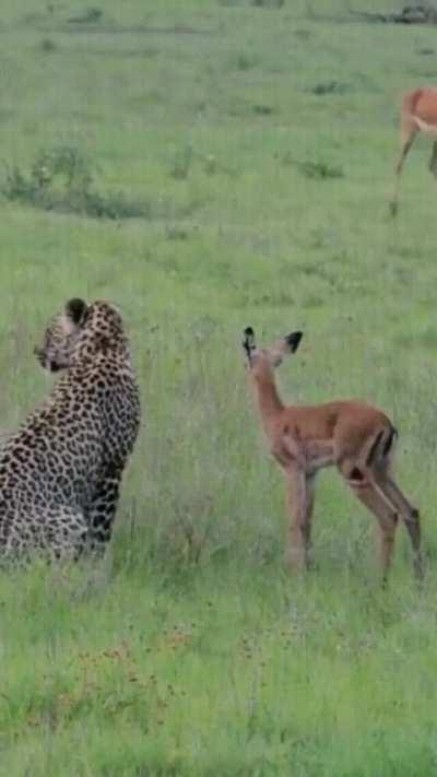 This strange leopard that is playing with a baby impala was filmed in the Sabi Sands Game Reserve, by Valji Varia