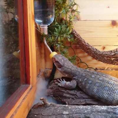 I trained Bobby to drink from water bottle