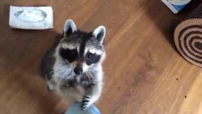 Raccoon takes care of you when you are sick