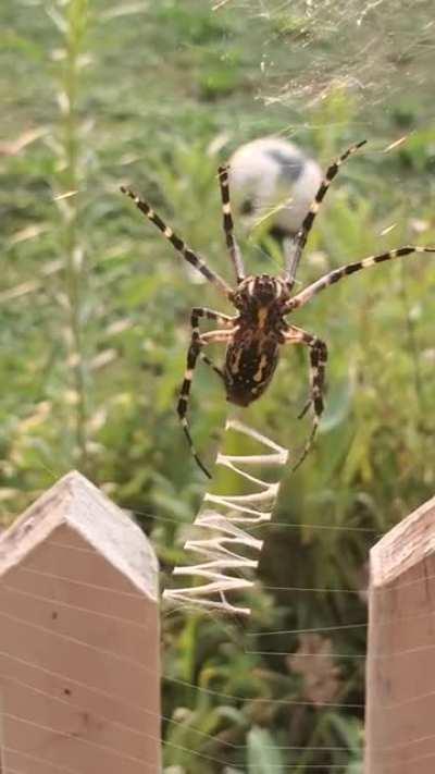 🔥 Yellow garden spider spinning a web decoration or stabilimentum. Its function is a subject of debate.