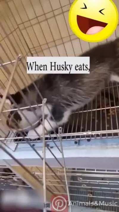 When Husky eats