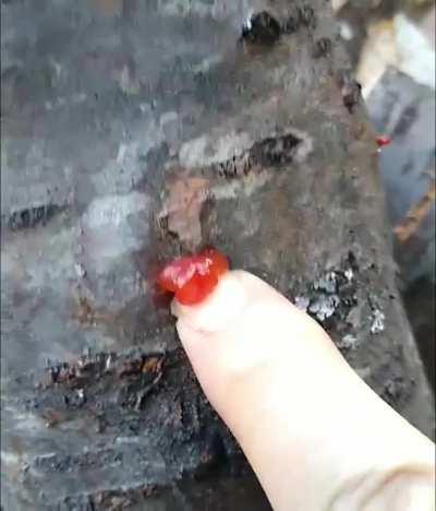 Popping a resin pocket on a black cherry log.