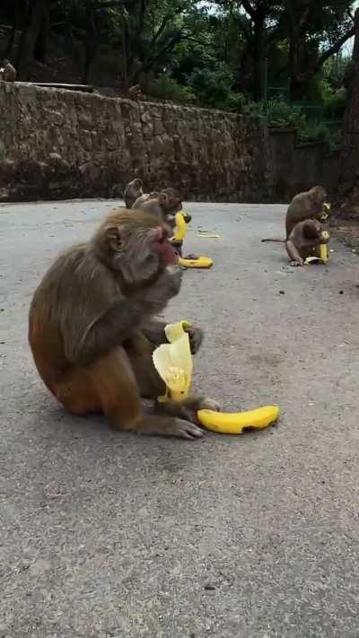 The boys decided to feed bananas to a family of monkeys