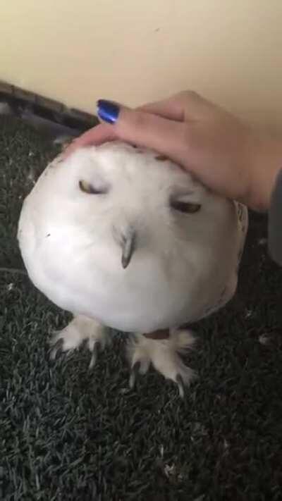 Owl getting pats ^o^