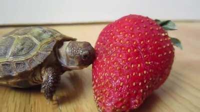 First time eating the Strawberry!!