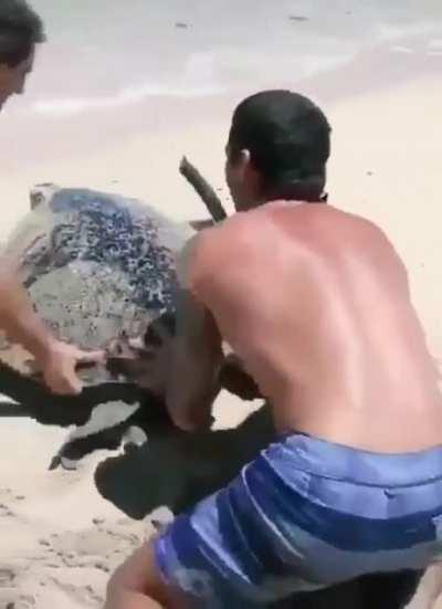 good man saves a flipped turtle